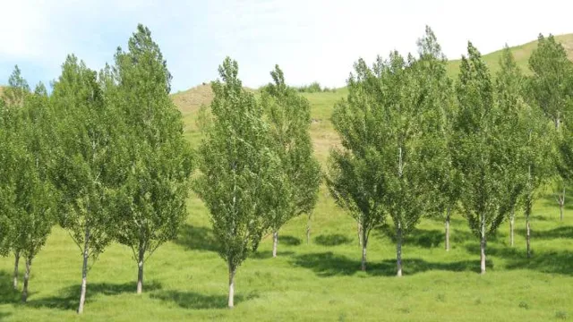 can poplar be used outside 1 can poplar be used outside