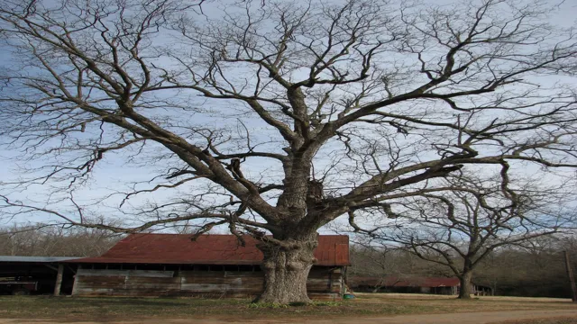 how much is a 100 year old pecan tree worth