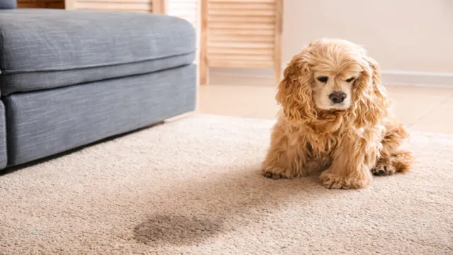 how to remove dog poop stains from concrete 1 how to remove dog poop stains from concrete