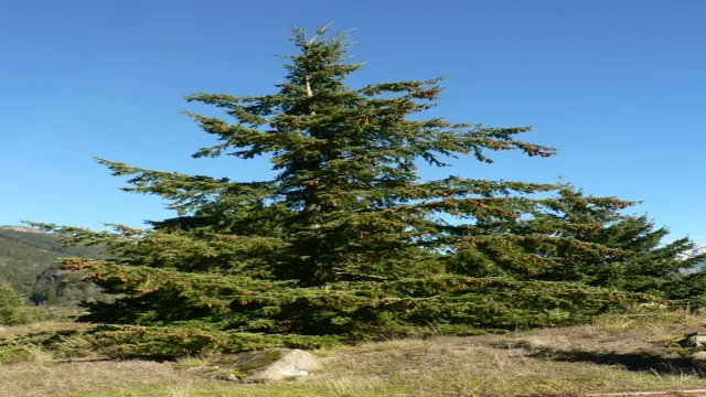 how to treat douglas fir for outdoor use