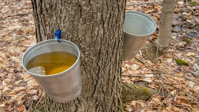 where does curly maple come from