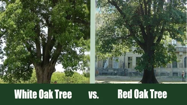 white oak vs live oak 1 white oak vs live oak