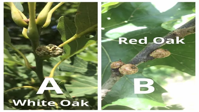 white oak vs live oak